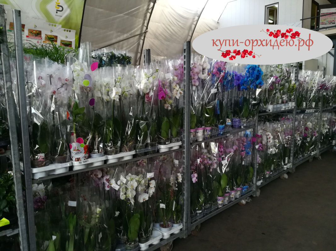 Купить Орхидею В Москве В Магазине